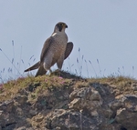 Adult Peregrine