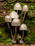 Toadstools
