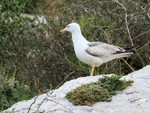 Yellow-legged Gull (second year), Gibraltar