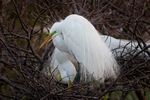 Snowy Egret