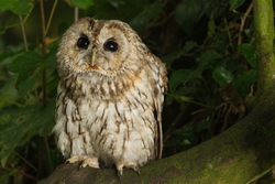 Tawny Owl