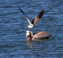  Pelicans _0013
