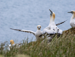 Gannets