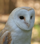 Barn Owl