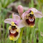 Sawfly Ophrys (Ophrys tenthredinifera). Illustrated is what is sometimes called ssp neglecta.