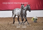BPP_1989