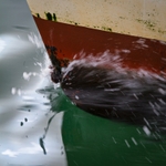 Bow Spray