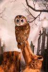 wow Halloween-75
