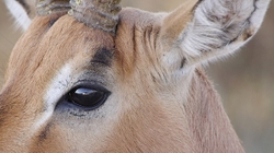 MACRO & CLOSE UPS portfolio