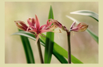 Hippeastrum 'Rosario' 2