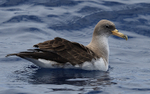 Shearwater