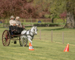 Attelage -823