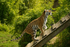 Amur Tiger - Tatana