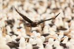 Striated Caracara flies low over Black-browed Albatross colony