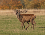 Red Deer - Cervus elaphus