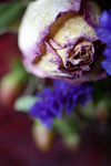 Flowers Set 12 - 14