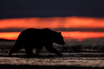 Grizzly Bear side profile silhouette, Lake Clark NP, Alaska