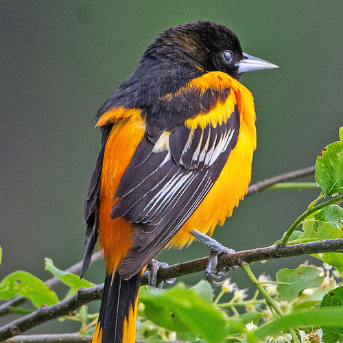 Male Baltimore Orioles with their blazing flame-like orange plumage. Look way, way up in the treetops for them. This…