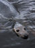 MMP008: Grey Seal