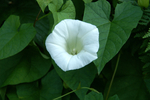 Buchan Park - 16