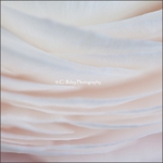 Delicate Petals 1