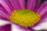 Flower - 2534