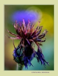 Centaurea montana 4