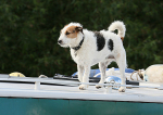 120701 RIVER DOG WT7A4443