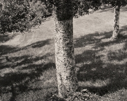 The Garden Series portfolio