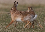 Brown Hare