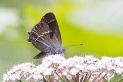 Ilex Hairstreak