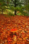 Fly  Agaric Vert 7571