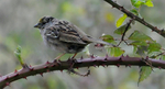 Golden-crowned Sparrow on blackberry