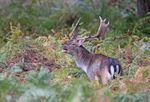 Fallow Deer - Dama dama