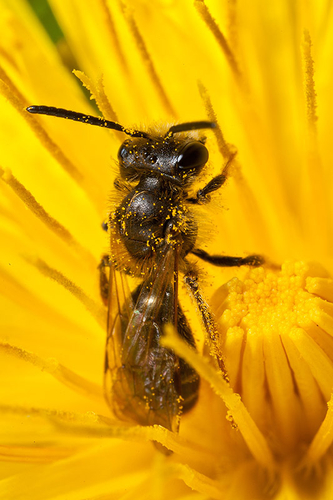 i]Andrena chrysosceles[/i] male. Warwickshire, 2012.