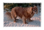 Colin's Dog