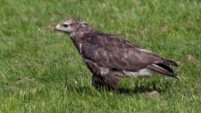 Common Buzzard - Gigrin Farm - Wales