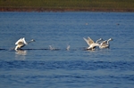 Swans portfolio