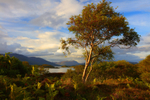 Silver Birch tree with Loch Carron near Plockton.    ref8943