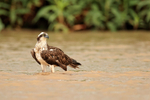 Osprey portfolio