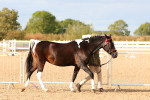 SBM_18337