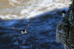Razorbill approaching cliff, Flamborough Head, Yorkshire