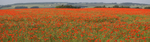 The Poppy Field