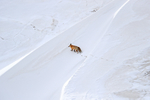 Red Fox traverses steep slope, Hayden Valley, Yellowstone
