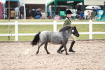 Class 209 IH Veteran Pony portfolio