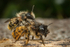 Osmia bicornis - Pair