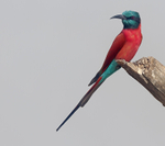 Northern Carmine Bee Eater