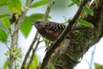 Band-backed Wren perched on a branch, Costa Rica