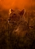 lioness dusk_RLP114741