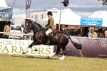 Class 85-87 - RIHS Cobs portfolio